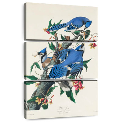 Brampt Blue Jay