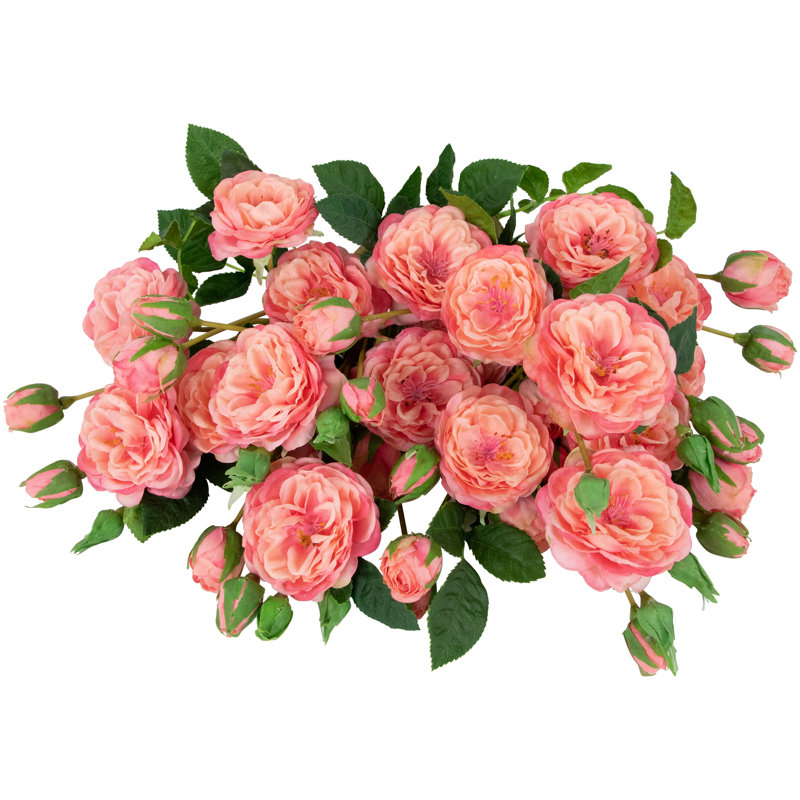 Jets de roses, Rose