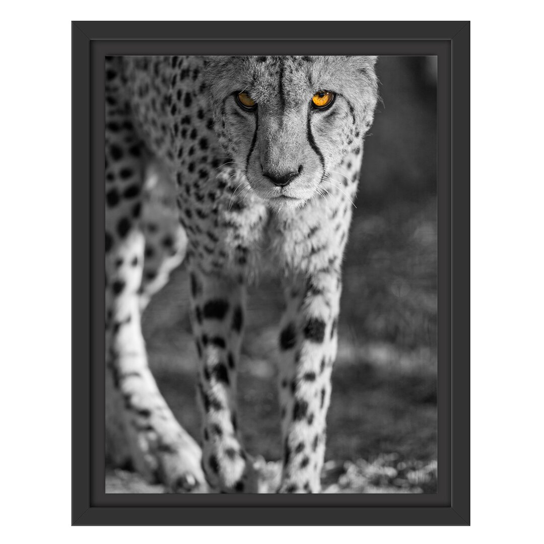 Gerahmtes Wandbild anpirschender listiger Gepard