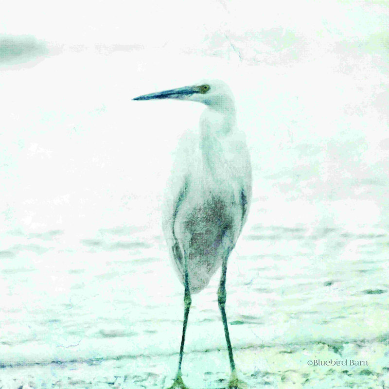 Héron de plage - impression, H 30 po x l 30 po, No, Toile tendue