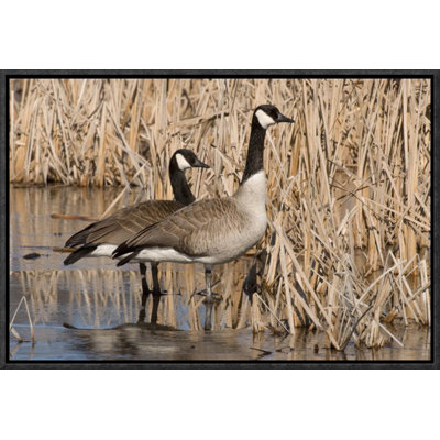 " Canada Goose Pair "