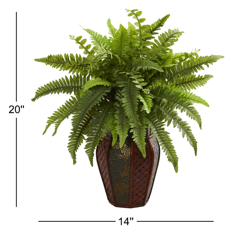 Fougère de Boston dans un vase décoratif