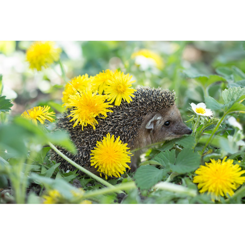 Hedgehog by Tenra - Wrapped Canvas Print, 61cm H x 91cm W