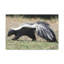 No Frame Print on Canvas-989246481