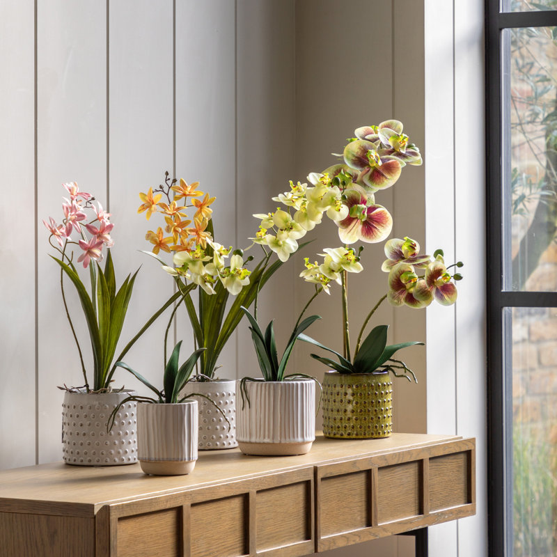 Orchid in White Ceramic Dot Pot 400mm, Orange