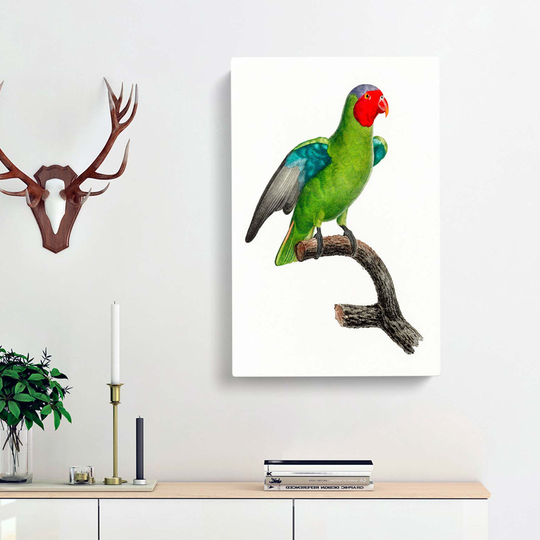 A Red-Cheeked Parrot by F. Levaillant - Wrapped Canvas