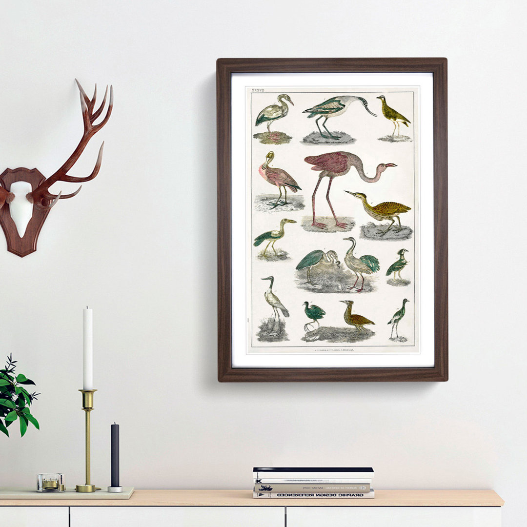 Flightless Birds XXXVII by Oliver Goldsmith - Picture Frame Painting Print