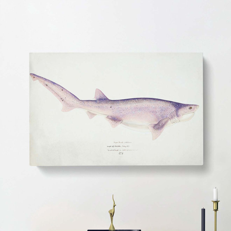 Illustration Of A Tiger Shark by F.E. Clarke - Wrapped Canvas Painting, 50cm H x 76cm W x 3cm D