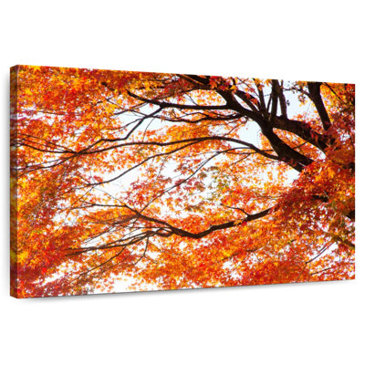 Alvord acer Palmatum en automne