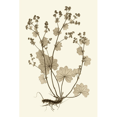 Sepia Nature Study I by Vision Studio - Wrapped Canvas Art Print