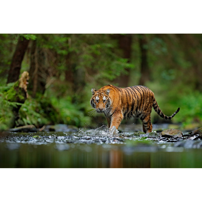 Amour tigre marchant dans l'eau d'une rivière sur toile par Ondrej Prosicky, photographie, H 20 po x l 30 po x P 1,25 po