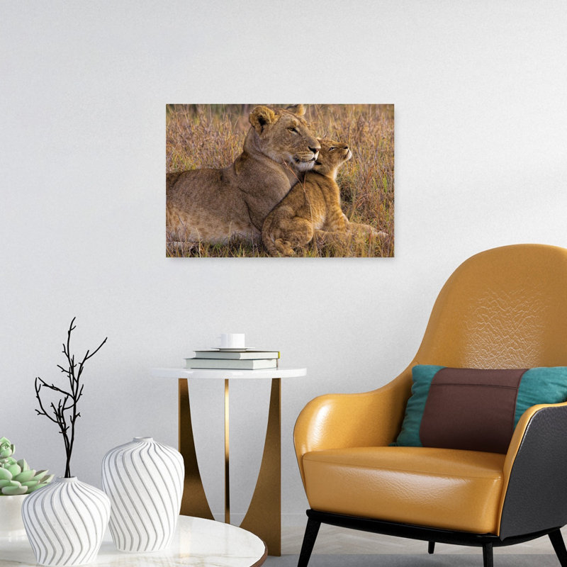 Tender Lioness Cub Contemporary Wall Art Print 1 Piece Wrapped Canvas Wall Art, 60.96cm H x 40.64cm W
