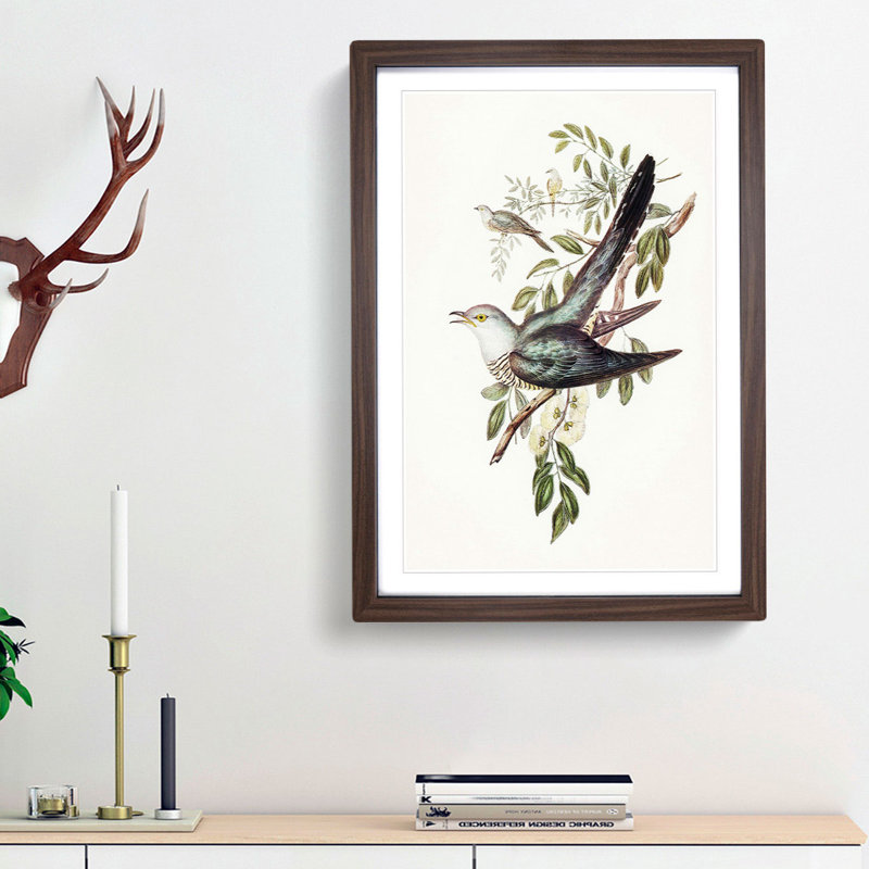 Australian Cuckoos by Elizabeth Gould - Framed Print, 45cm H x 33cm W x 2cm D, Walnut Framed