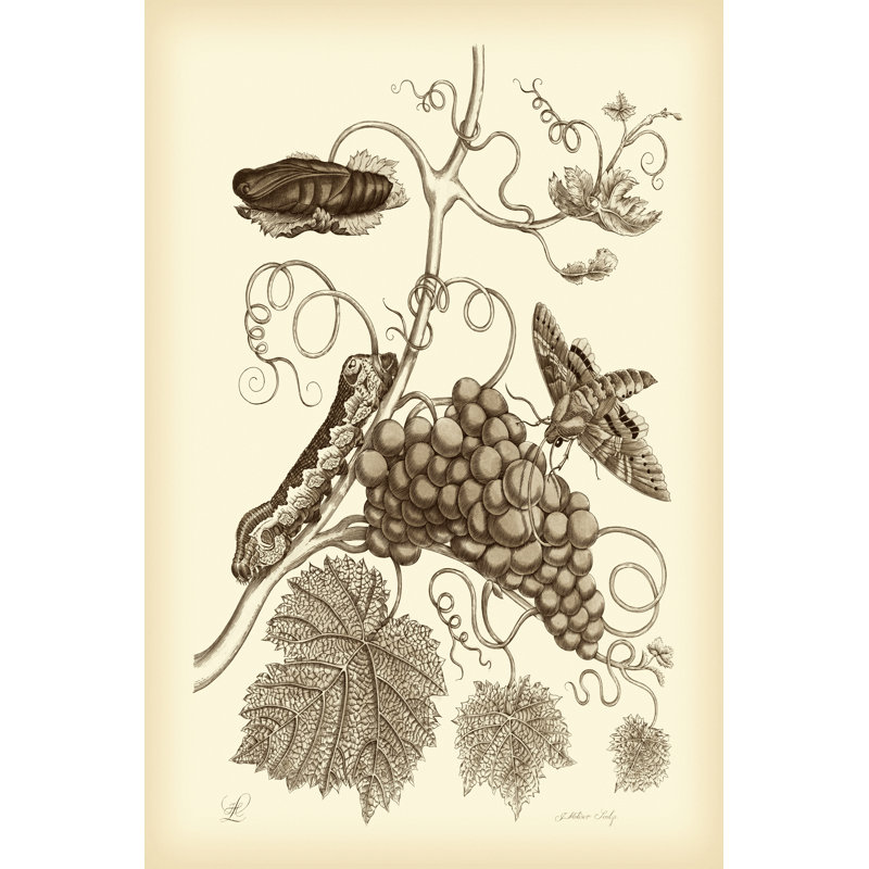 Nature Study In Sepia III - Wrapped Canvas Print, 76cm H x 51cm W