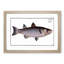 Mullet Fish by M.E. Bloch - Picture Frame Painting Print-55580893-55580894