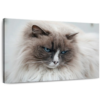 Brampt Himilayan Cat Close Up In Iceland