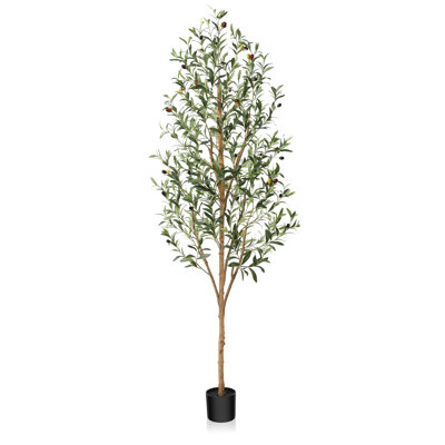 Adcock Olive Tree in Pot
