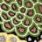Soho Hand Tufted Wool & Viscose Pile Floral Rug-230223208