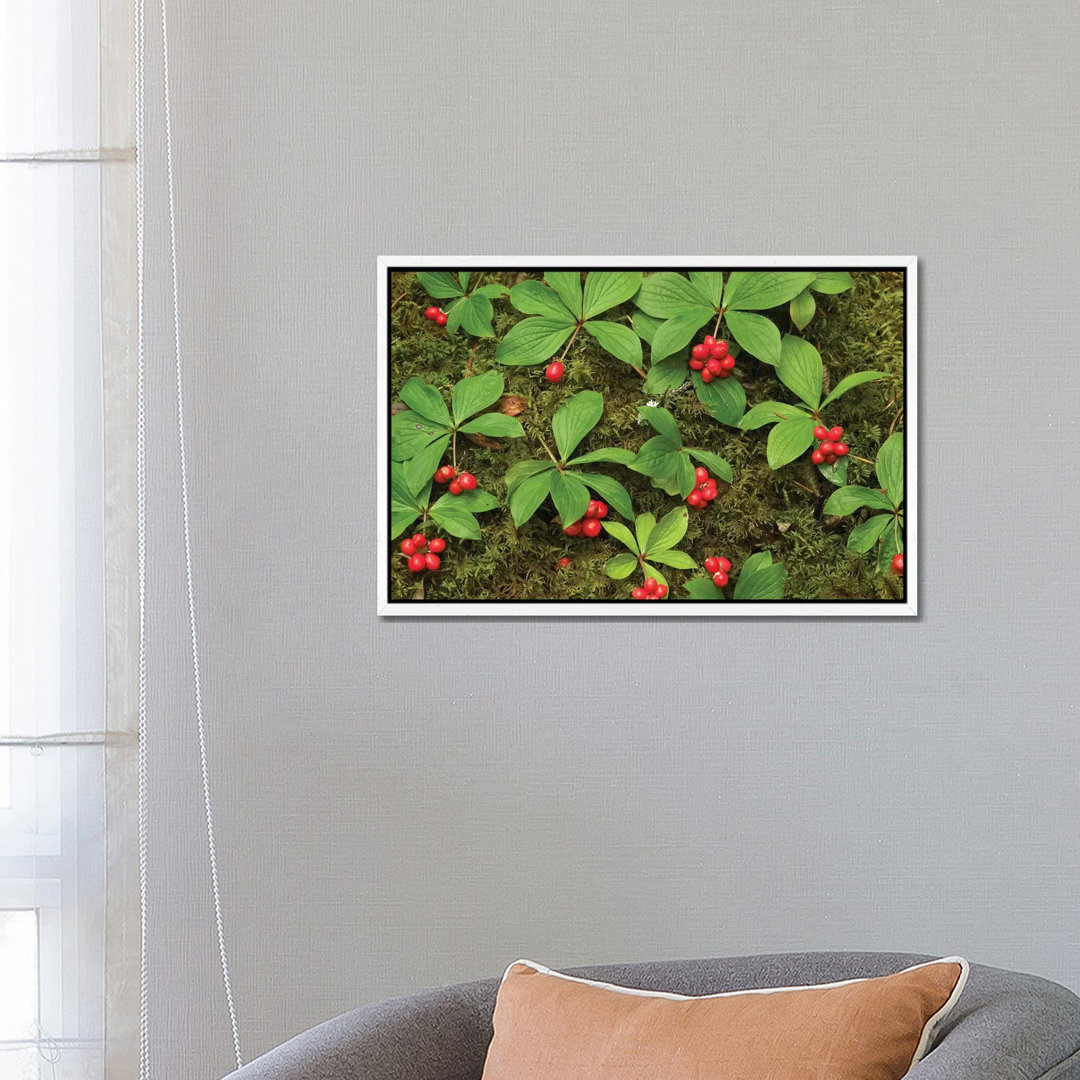 Bunchberry Growing Amid Sphagnum Moss, North America von Tim Fitzharris - Galerie- Giclée auf Leinwand