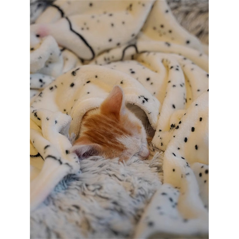 Couverture en flanelle épaisse pour animaux de compagnie