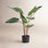 28" Anthurium Plant in Pot