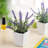 Kessinger 7.5 " Plastic Lavender Arrangement