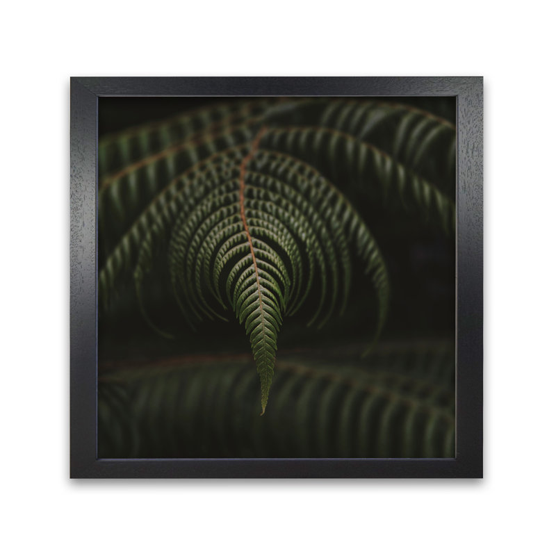 Fern 2 by Nur Mut - Single Picture Frame Print, 40 cm H x 40 cm W, Black