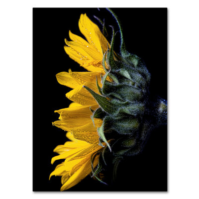 « tournesol », reproduction de photo sur toile tendue
