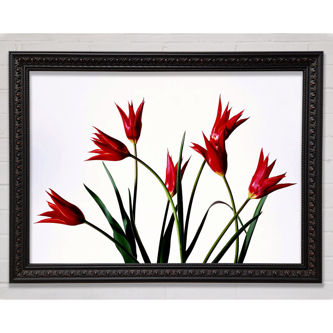 Roter Feuer-Tulpenstrauß - Druck