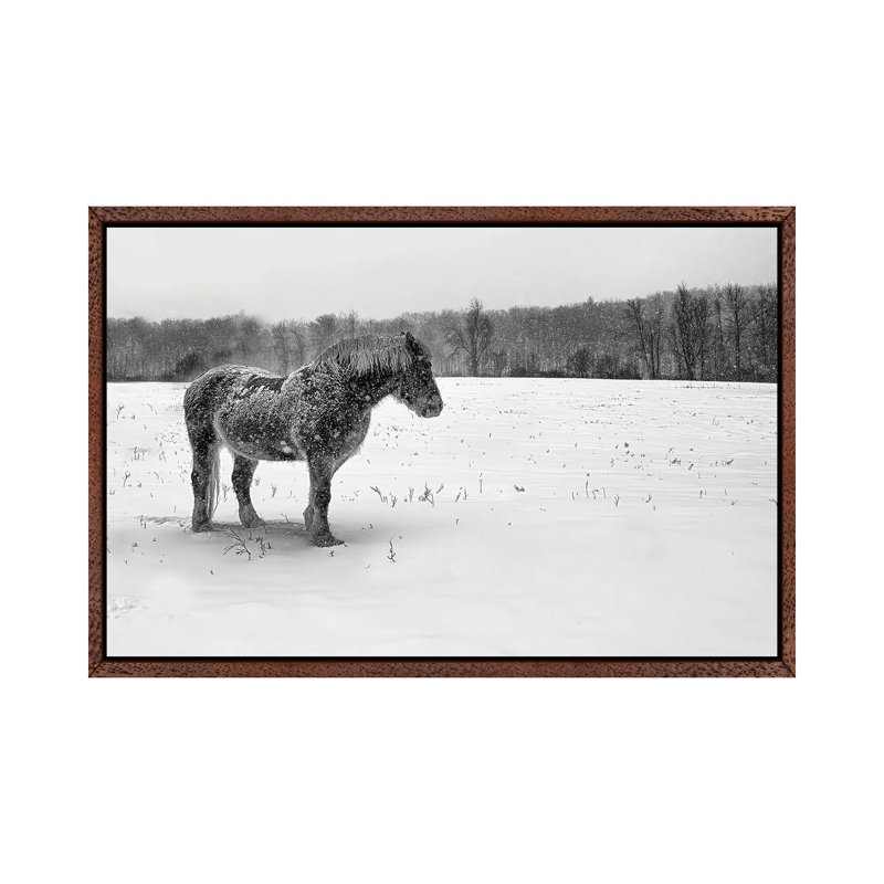B&W Belgian by David Gardiner - Gallery-Wrapped Canvas Giclée on Canvas, Brown Framed, 66.04 cm H x 45.72 cm W