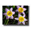 Art mural sur toile Latitude Run® «Flowers Iii» par Epic Portfolio-1078161129