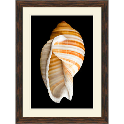 Large Shell 7 Print