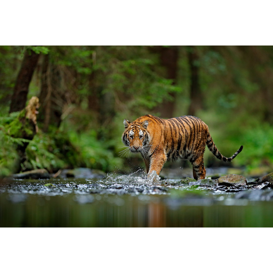 Leinwandbild Amur Tiger Walking in River Water