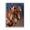 Az-064 - Portrait de poney de guerre encadré par Laurie Prindle