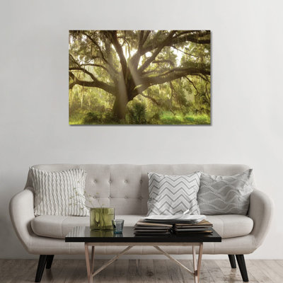 " Beautiful Southern Live Oak Tree, Flordia " by Maresa Pryor