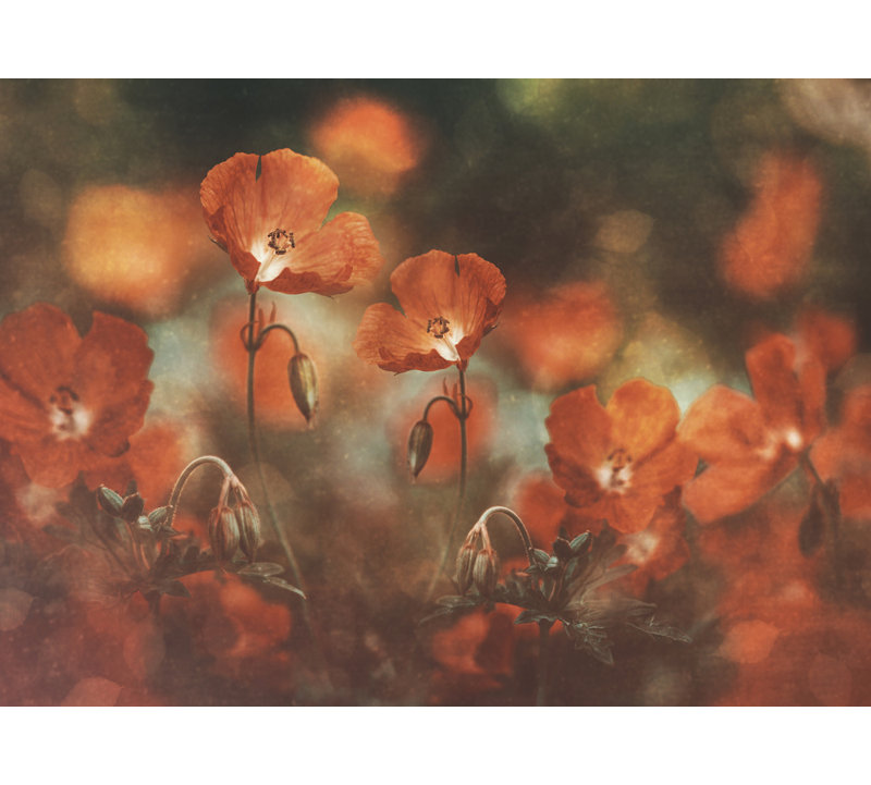 Wrapped Canvas Print, 60.96 cm H x 91.44 cm W