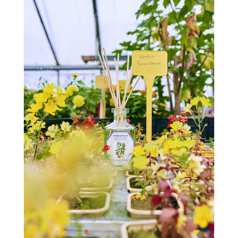Orange Blossom Reed Diffuser