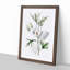 White Hibiscus Flowers - Framed Print-55641061-55641065