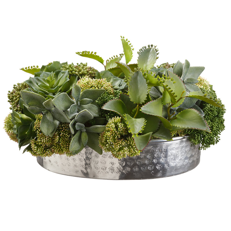 SUCCULENT /KALA IN VASE