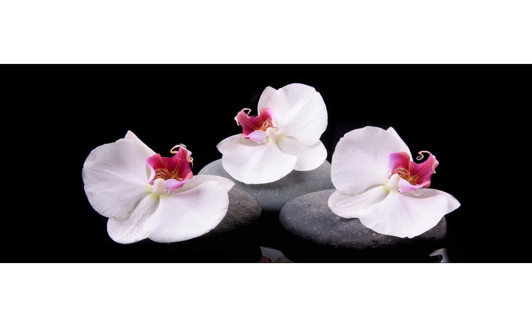 Rechteckiges Glasbild White Orchid IV, Fotodruck