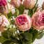 Faux Stem Vintage Rose White 540mm (6pk)-172970517