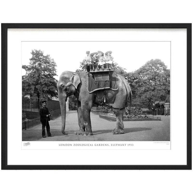 London Zoological Gardens, Elephant 1913 by Francis Frith - Single Picture Frame Print, 60cm H x 80cm W x 2.3cm D