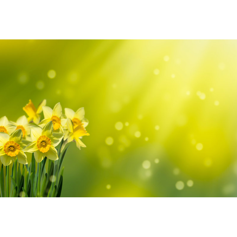 Daffodils In Idyllic Abstract Springtime by Winyuu - Wrapped Canvas Print, 81cm H x 122cm W x 3.8cm D