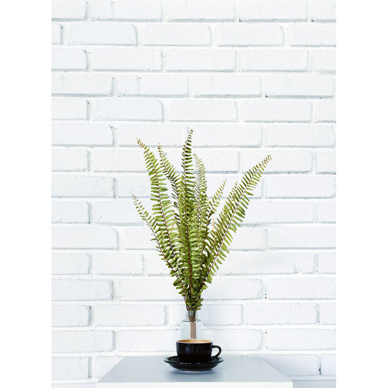 Fern Arrangement
