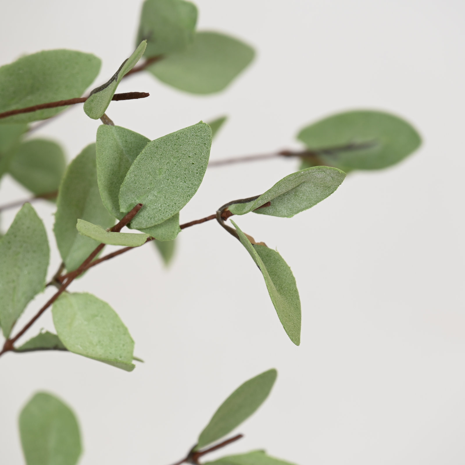 Eucalyptus Floral Stems