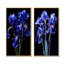 Élégants iris en noir et bleu - ensemble de 2 impressions sur toile Iris-102577571-102577576