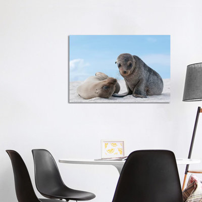 Galapagos Sea Lion Female and Pup, Galapagos Islands, Ecuador 1 Piece Wrapped Canvas Wall Art
