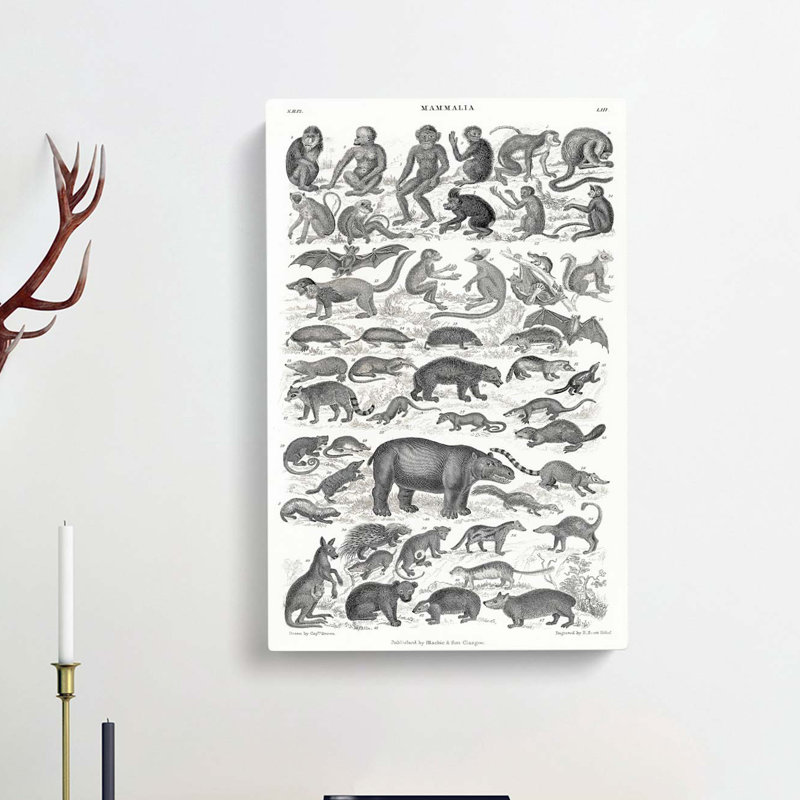 Study Of Mammals LII by Oliver Goldsmith - Wrapped Canvas, 50cm H x 35cm W x 3cm D