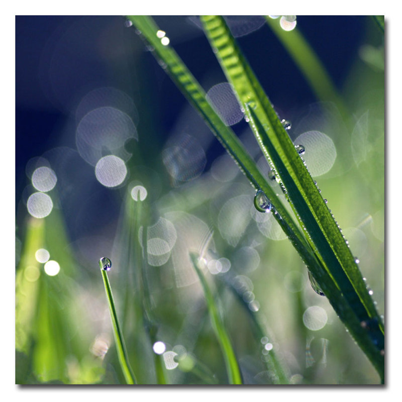 « like sunday matin » par "beata czyzowska young, reproduction de photo sur toile, H 18 po x l 18 po x P 2 po