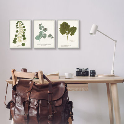 «Botanical Latine Study détaillée Wild Plant Leaves» par World Art Group - ensemble de 3 impressions sur toile flottante